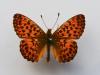 Boloria titania